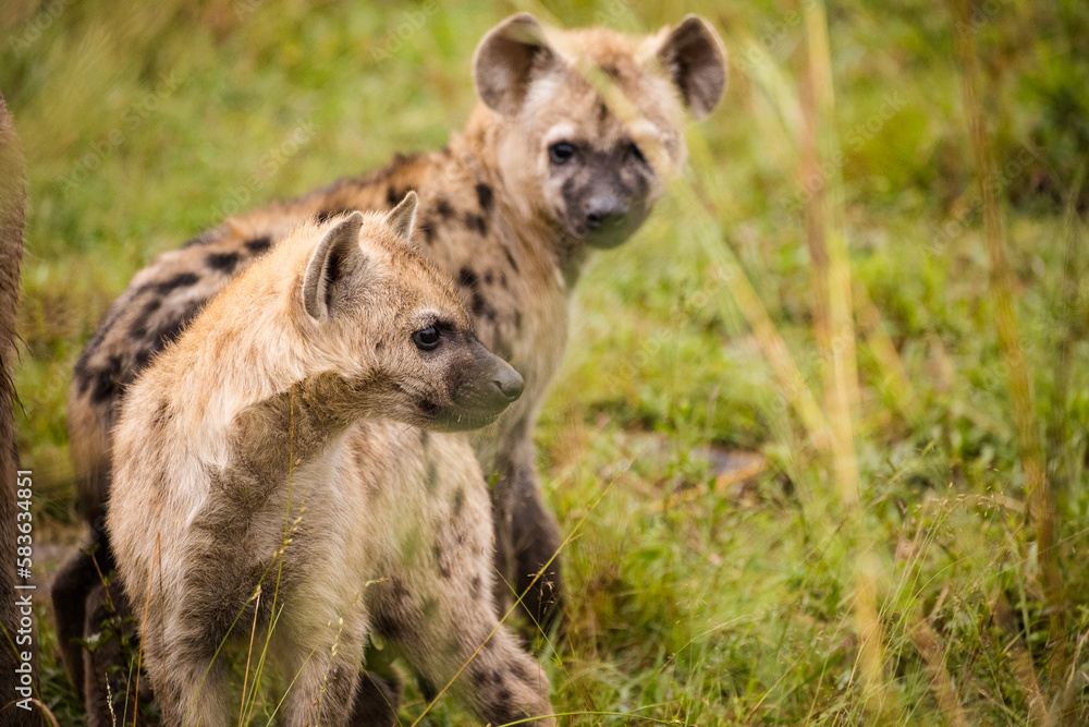Close up image of a Spotted Hyena in the Greater Kruger park in Mpumalanga in South Africa.