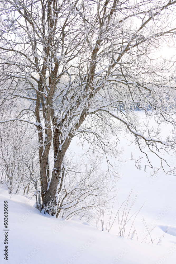 Winter landscape the frozen shores of Jonsvatnet lake near Trondheim, Norway., Europe Winter landscape the frozen shores of Jonsvatnet lake near Trondheim, Norway., Europe