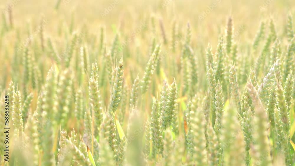 A beautiful view of Wheat Fields blowing in the wind on a Sunny Summer Day. Agricultural Landscape and Industry. Natural beautiful ears of wheat slowly swaying in the wind. Organic Wheat Field