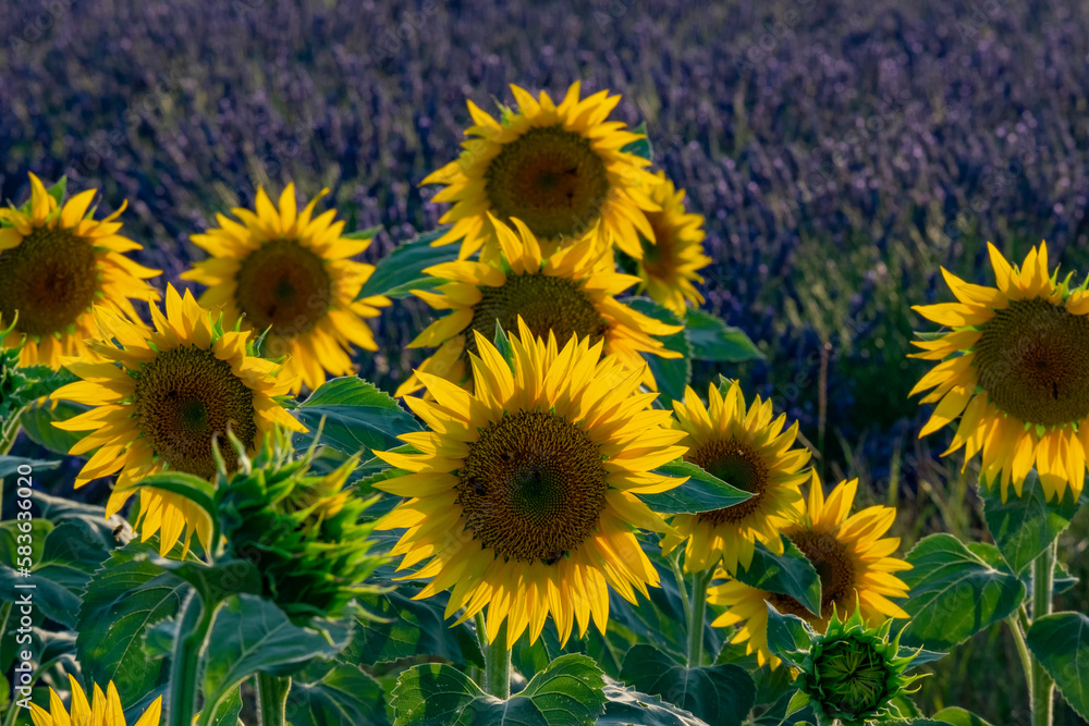 Obraz premium Sunflowers and lavender field. Provence 