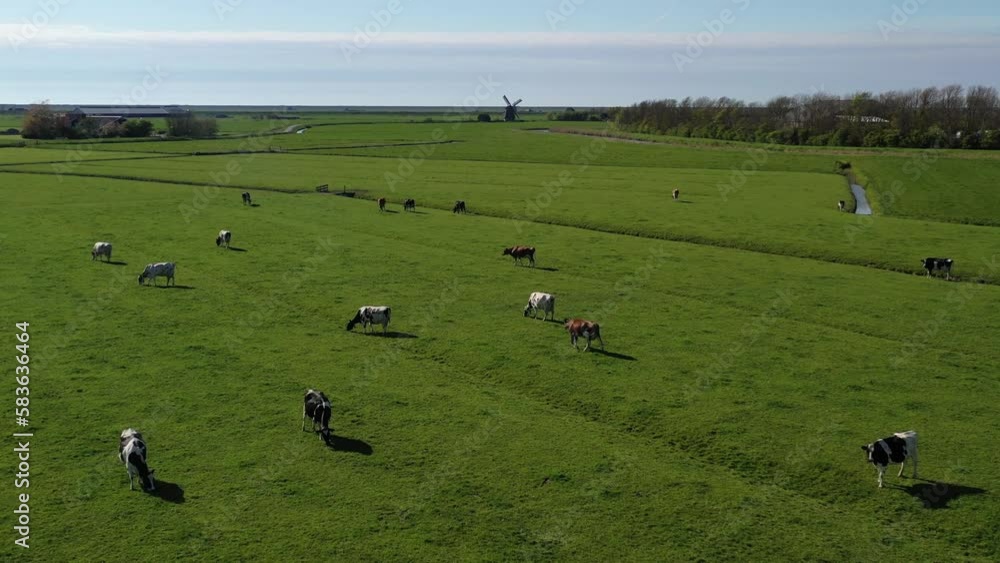 Aerial view from drone on colorful tulip fields, windmills, wind turbines and agricultural work in Netherlands countryside. High quality 4k footage Aerial view from drone on colorful tulip fields, windmills, wind turbines and agricultural work in Netherlands countryside. High quality 4k footage