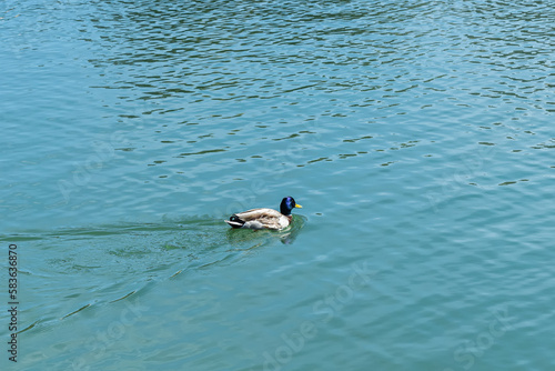 pato anade nadando en una laguna de aguas azules