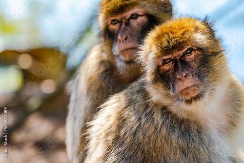 Barbary Macaque (Macaca Sylvanus) apes. Gibraltar, United Kingdom. Selective focus © beataaldridge