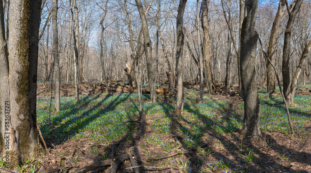 Scilla blooming in the spring wild forest, on a sunny morning Scilla blooming in the spring wild forest, on a sunny morning