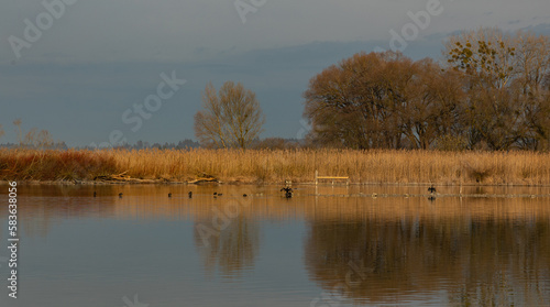 nature reserve at Chiemsee lake with water birds