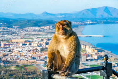 Barbary Macaque (Macaca Sylvanus) ape, Gibraltar, United Kingdom. Selective focus © beataaldridge