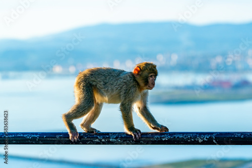 Baby Barbary Macaque (Macaca Sylvanus) ape. Gibraltar, United Kingdom. Selective focus