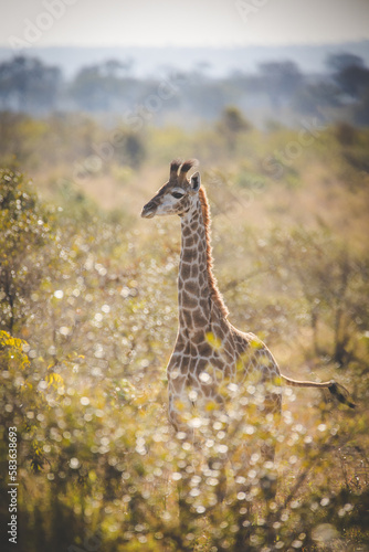 Close up image of a Giraffe in a national park in South Africa