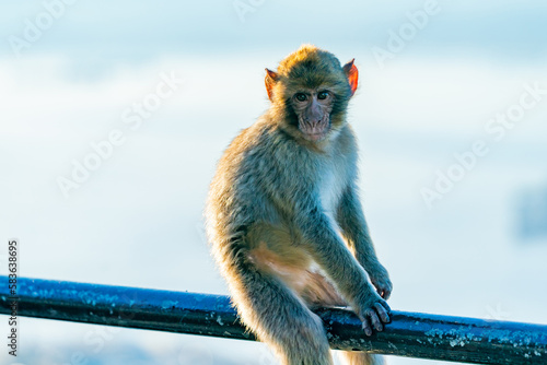 Baby Barbary Macaque (Macaca Sylvanus) ape. Gibraltar, United Kingdom. Selective focus