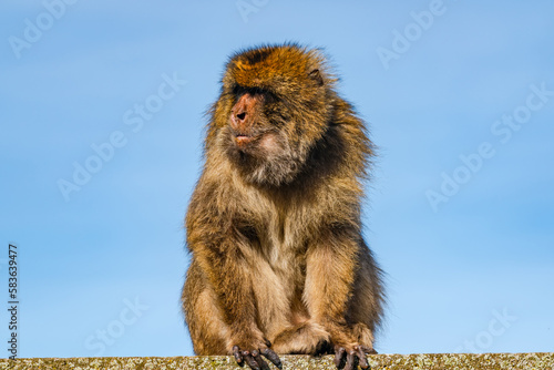 Barbary Macaque (Macaca Sylvanus) ape. Gibraltar, United Kingdom. Selective focus