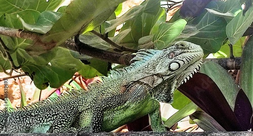 lizard on a tree
