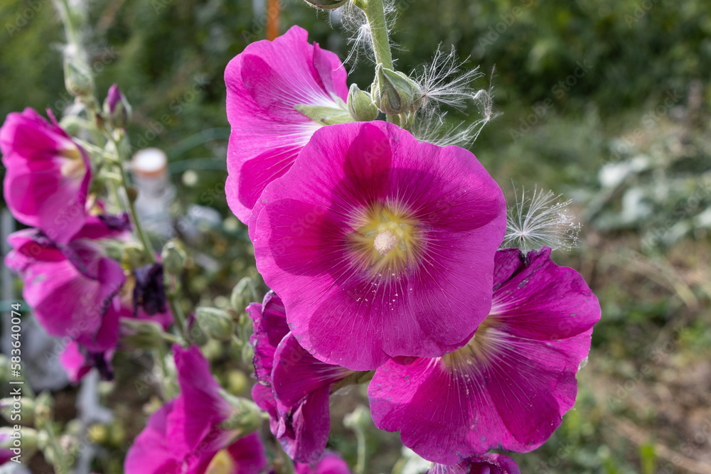 purple flower in the garden purple flower in the garden