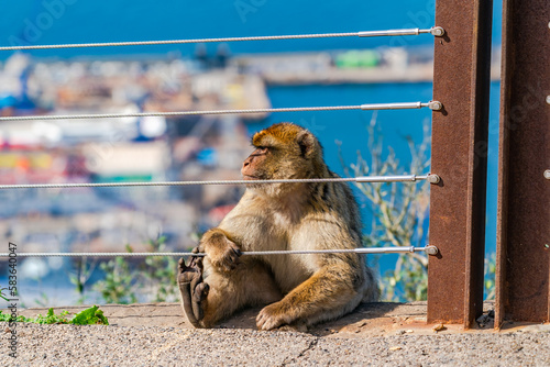 Barbary Macaque (Macaca Sylvanus) ape. Gibraltar, United Kingdom. Selective focus