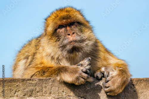 Barbary Macaque (Macaca Sylvanus) ape. Gibraltar, United Kingdom. Selective focus
