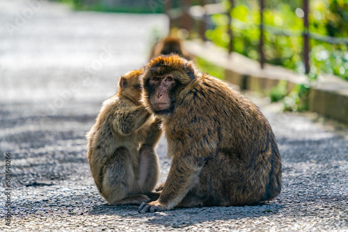 Barbary Macaque (Macaca Sylvanus) apes. Gibraltar, United Kingdom. Selective focus