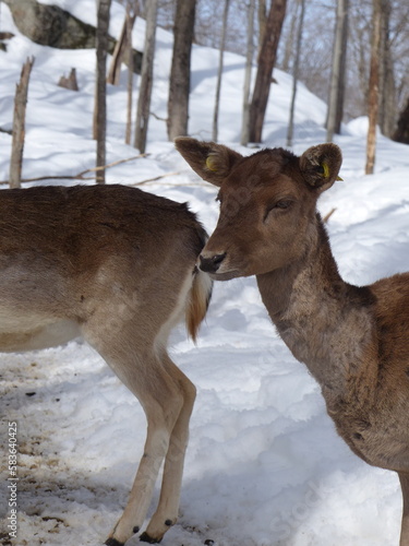 Hiver au Canada