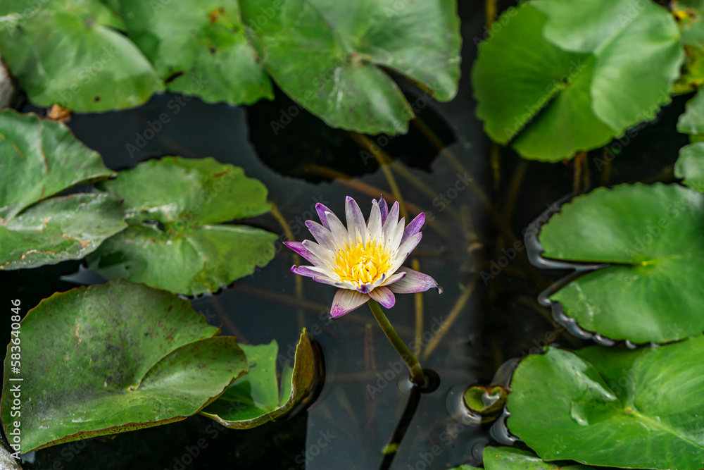 purple petal yellow pollen lotus in a water pond with lotus leaf purple petal yellow pollen lotus in a water pond with lotus leaf