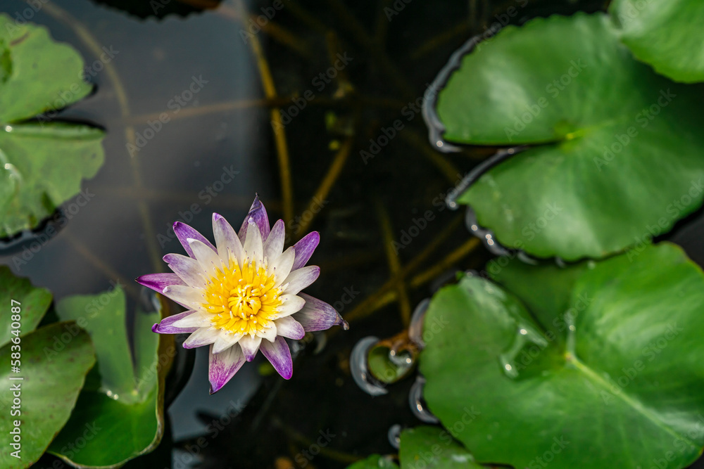 purple petal yellow pollen lotus in a water pond with lotus leaf purple petal yellow pollen lotus in a water pond with lotus leaf