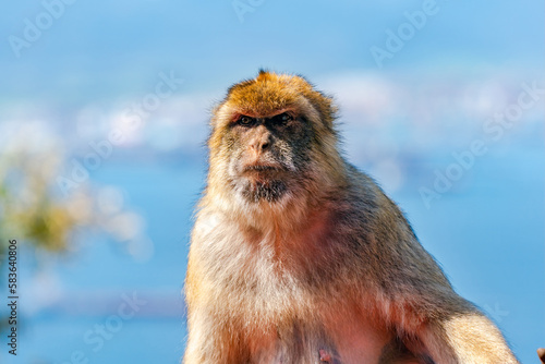 Barbary Macaque (Macaca Sylvanus) ape. Gibraltar, United Kingdom. Selective focus