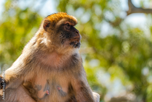 Barbary Macaque (Macaca Sylvanus) ape. Gibraltar, United Kingdom. Selective focus