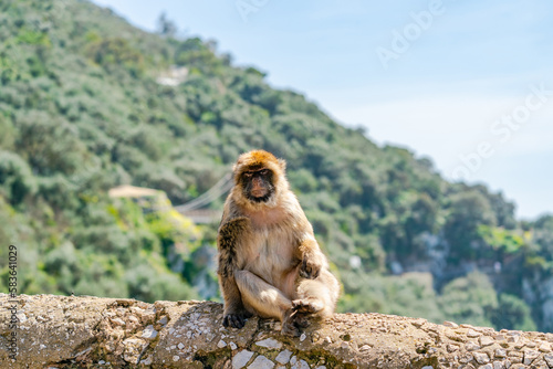 Barbary Macaque  Macaca Sylvanus  ape. Gibraltar  United Kingdom. Selective focus