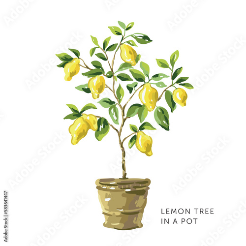 Lemon tree with yellow fruits in a pot on the white background. Vector illustration. Summer garden. Italian patio