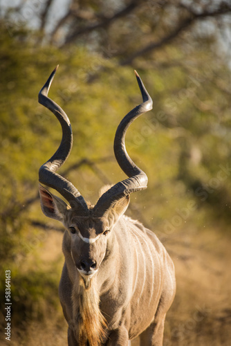 Close up image of a majestic Kudu in a national park in South Africa