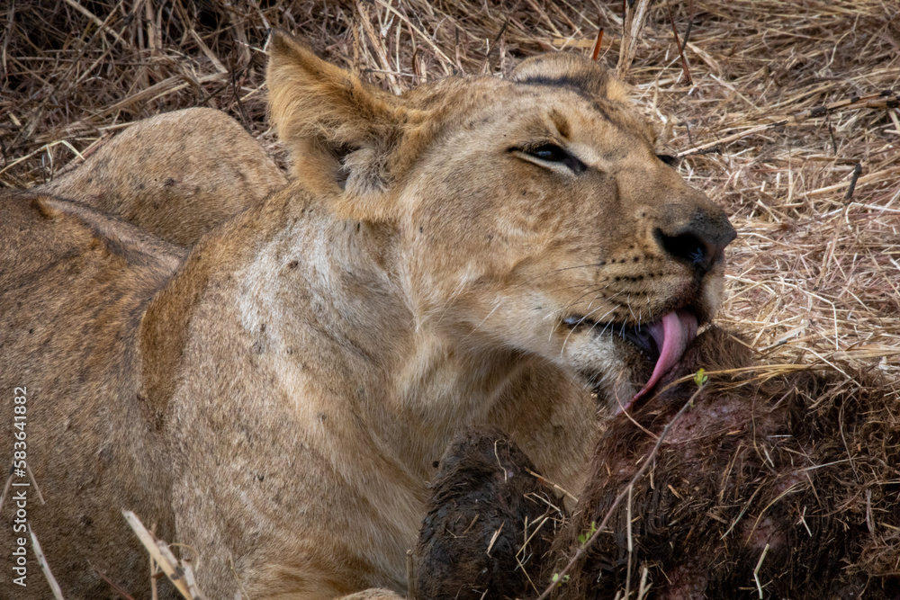 Naklejka premium lion in the grass