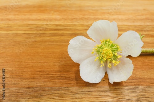 Helleborus niger in close-up isolated on a wooden background. Copy space.