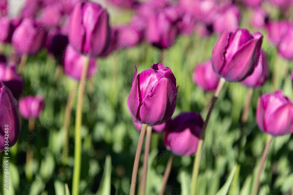 lilac tulip flower in spring. tulip flower on flowerbed. tulip flower in summer. photo of tulip lilac tulip flower in spring. tulip flower on flowerbed. tulip flower in summer. photo of tulip