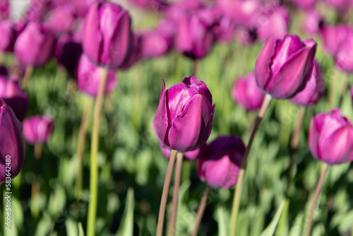 lilac tulip flower in spring. tulip flower on flowerbed. tulip flower in summer. photo of tulip