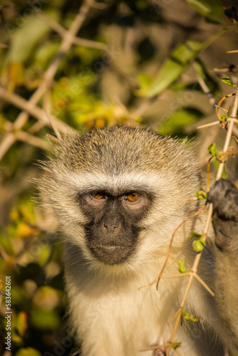 Close up image of a vervet monkey in nature.