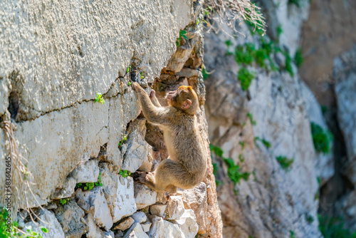 Barbary Macaque (Macaca Sylvanus) ape. Gibraltar, United Kingdom. Selective focus