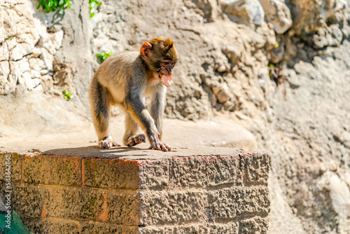 Baby Barbary Macaque (Macaca Sylvanus) ape. Gibraltar, United Kingdom. Selective focus