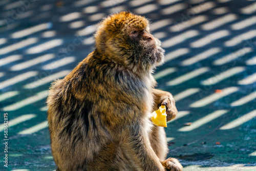 Barbary Macaque (Macaca Sylvanus) ape. Gibraltar, United Kingdom. Selective focus