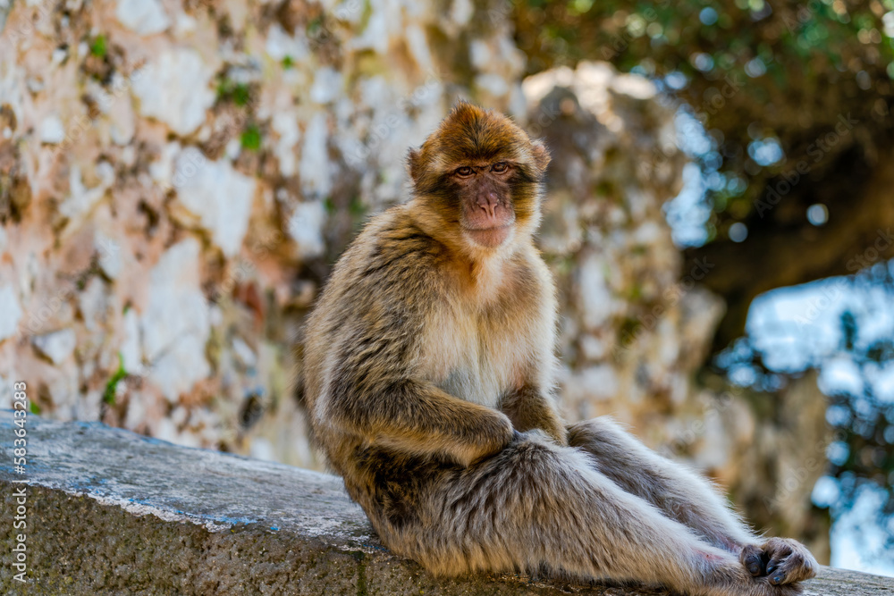 Barbary Macaque (Macaca Sylvanus) ape. Gibraltar, United Kingdom. Selective focus