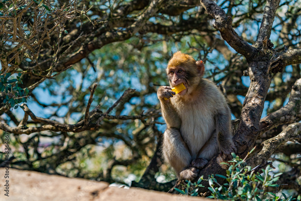 Naklejka premium Barbary Macaque (Macaca Sylvanus) ape. Gibraltar, United Kingdom. Selective focus