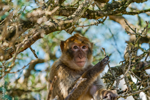 Barbary Macaque (Macaca Sylvanus) ape. Gibraltar, United Kingdom. Selective focus