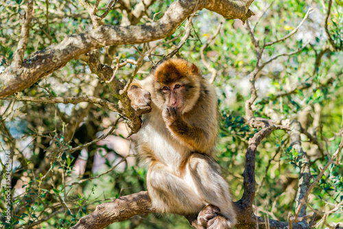 Barbary Macaque (Macaca Sylvanus) ape. Gibraltar, United Kingdom. Selective focus