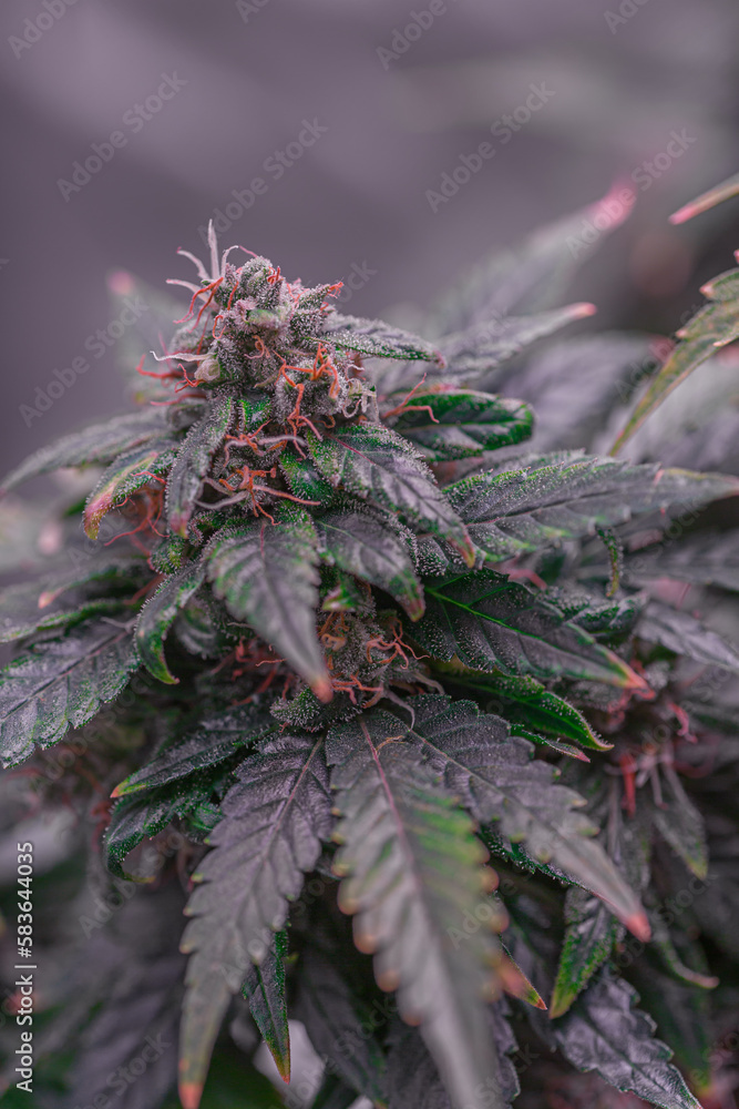 Mature marijuana plant with bud and leaves. Marijuana plant texture on an indoor cannabis farm.The concept of Indoor grow marijuana. marijuana for recreational purposes.