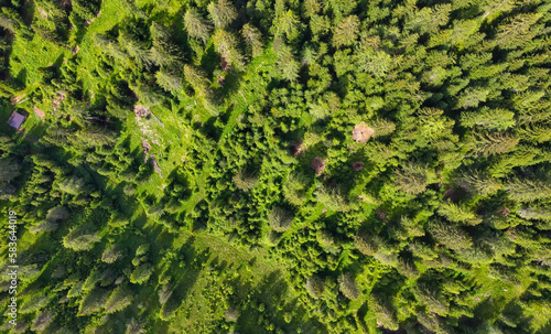 Overhead aerial view of beautiful mountain trees in summertime