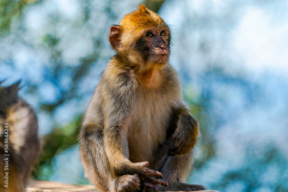 Baby Barbary Macaque (Macaca Sylvanus) ape. Gibraltar, United Kingdom. Selective focus Baby Barbary Macaque (Macaca Sylvanus) ape. Gibraltar, United Kingdom. Selective focus