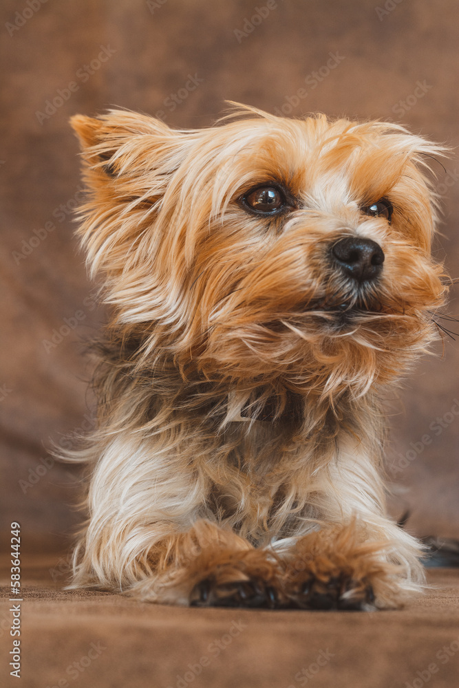 Yorkshire Terrier