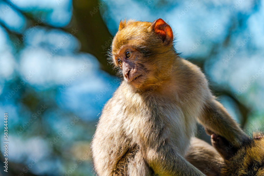 Baby Barbary Macaque (Macaca Sylvanus) ape, Gibraltar, United Kingdom. Selective focus Baby Barbary Macaque (Macaca Sylvanus) ape, Gibraltar, United Kingdom. Selective focus