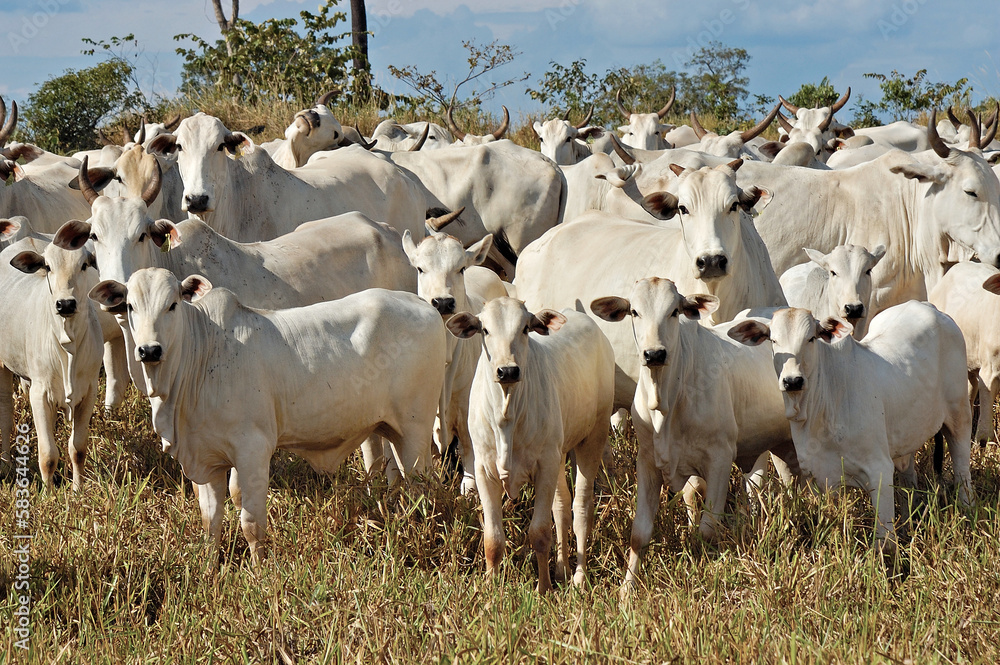 Fototapeta premium Vaca Nelore com bezerro em pasto