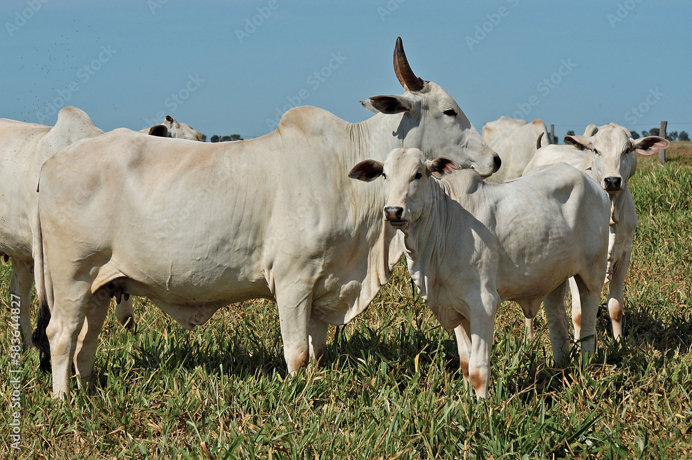 Vaca com bezerro Nelore em pasto verde Vaca com bezerro Nelore em pasto verde