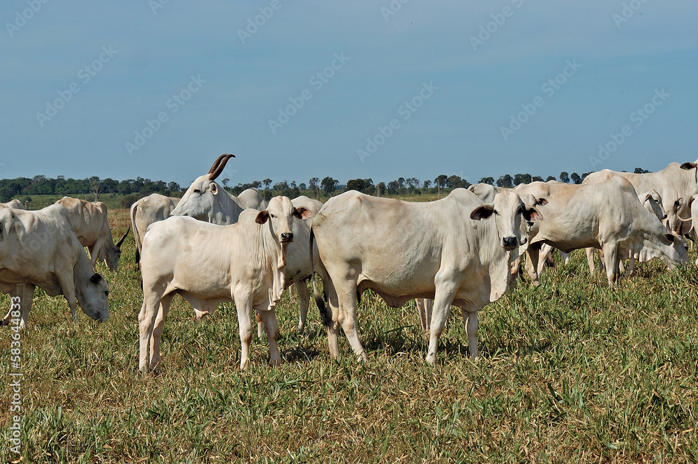 Vacas com bezerros Nellore no pasto verde Vacas com bezerros Nellore no pasto verde