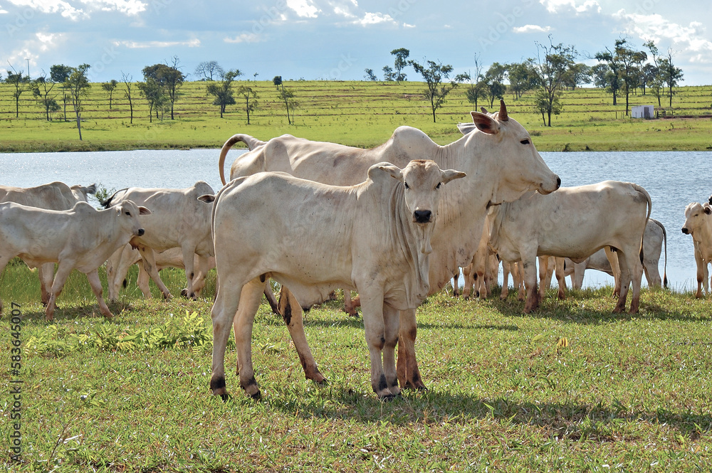 Vacas com bezerros Nelore no campo Vacas com bezerros Nelore no campo