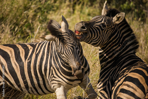 A stunning photo of a Zebra grazing in its natural habitat. Witness nature s wonders  and the importance of conservation in protecting endangered species and preserving Africa s biodiversity