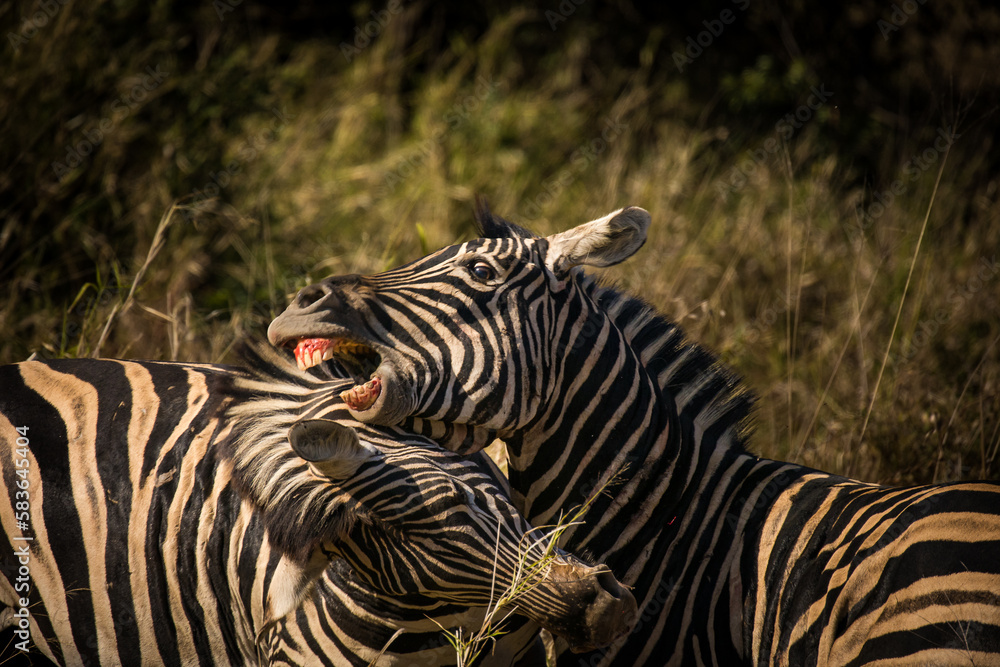 Fototapeta premium A stunning photo of a Zebra grazing in its natural habitat. Witness nature's wonders, and the importance of conservation in protecting endangered species and preserving Africa's biodiversity